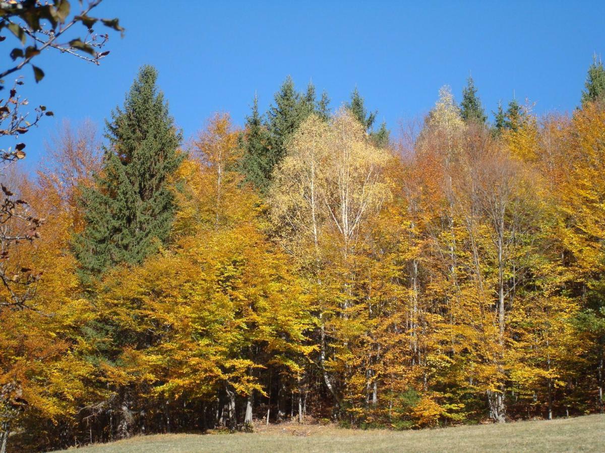 Casa Zara Villa Bran  Buitenkant foto