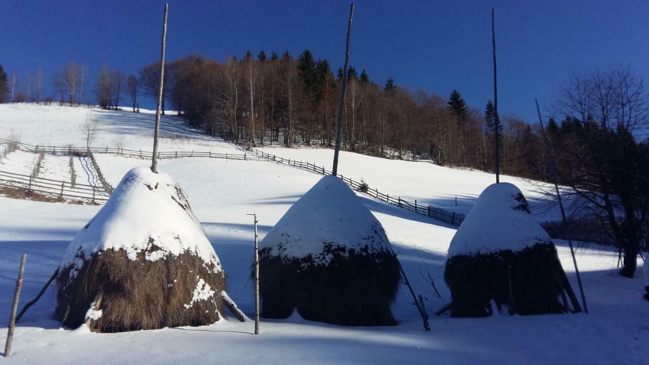 Casa Zara Villa Bran  Buitenkant foto